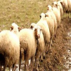 صادرات گوسفند به عربستان و کویت متوقف شد