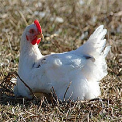 دوسوم مرغ تولیدی گلستان به سایر استانها صادر می شود