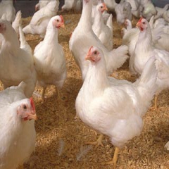 مرغ داران با تحويل مرغ منجمد نهاده ارزان قيمت دريافت مي کنند