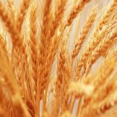 کاهش 3 دلاری قیمت گندم در بازارهای جهانی
