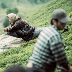 کاهش برداشت برگ سبز چای در چین بهاره