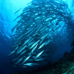 سازمان ملل: ماهیگیری بزرگترین منبع تغذیه و ایجاد اشتغال در جهان است