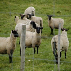 100 میلیارد تومان یارانه دامداران در بروکراسی اداری گیر کرده است/تکذیب واردات گوسفند از استرالیا 