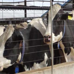 انتقاد از سیاست تحویل علوفه در ازای شیر/ 24 کارخانه خوراک دام لرستان تعطیل شد
