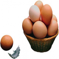 طرح تعیین قیمت کف و سقف تخم‌مرغ به وزارت جهاد کشاورزی ارائه شد