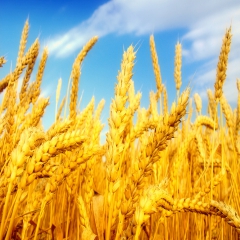 مطالبات گندم‌کاران به طور کامل پرداخت شد/خرید ۳.۰۸ میلیون تن گندم از کشاورزان 