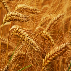 کشاورز ایرانشهری هفت تن گندم مرغوب از هر هکتار برداشت کرد