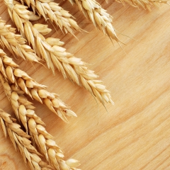 واردات 2 برابری گندم در فصل برداشت